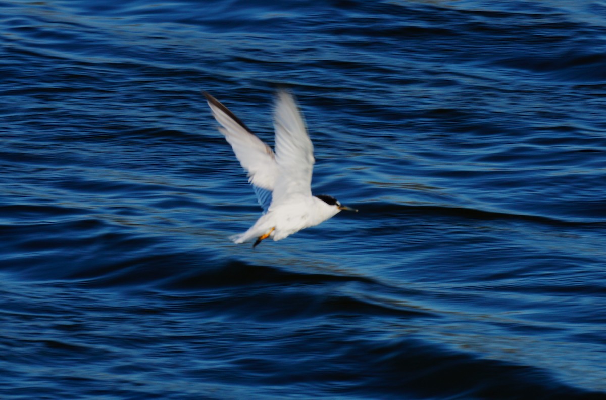 Least Tern - ML641411213