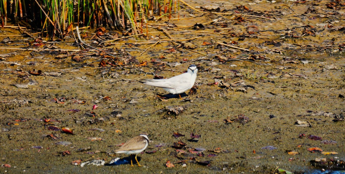 Least Tern - ML641411214