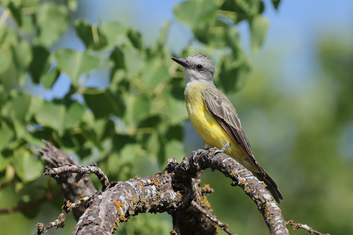 Couch's Kingbird - ML641411217