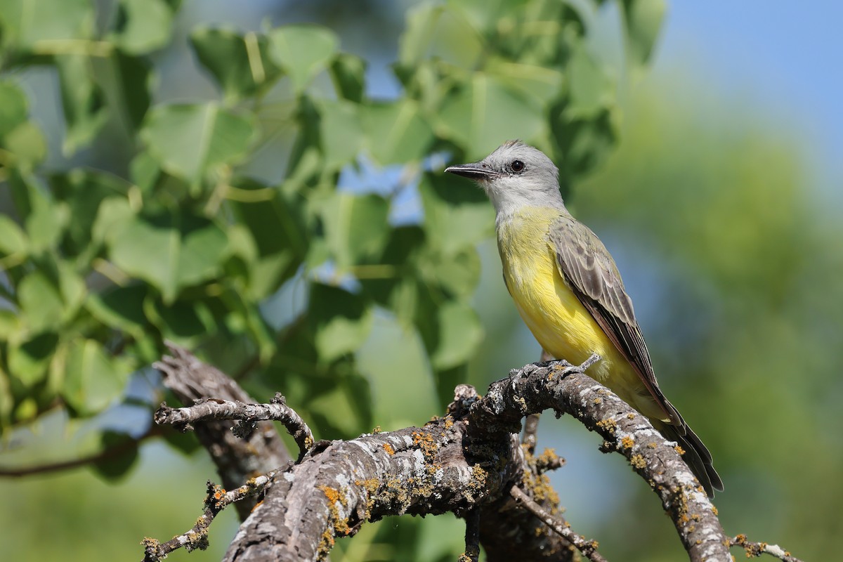 Couch's Kingbird - ML641411218