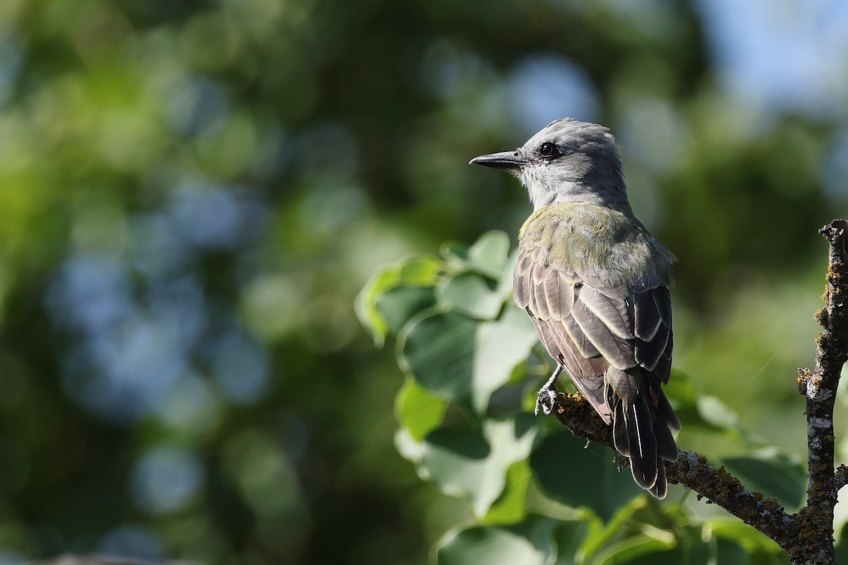 Couch's Kingbird - ML641411233