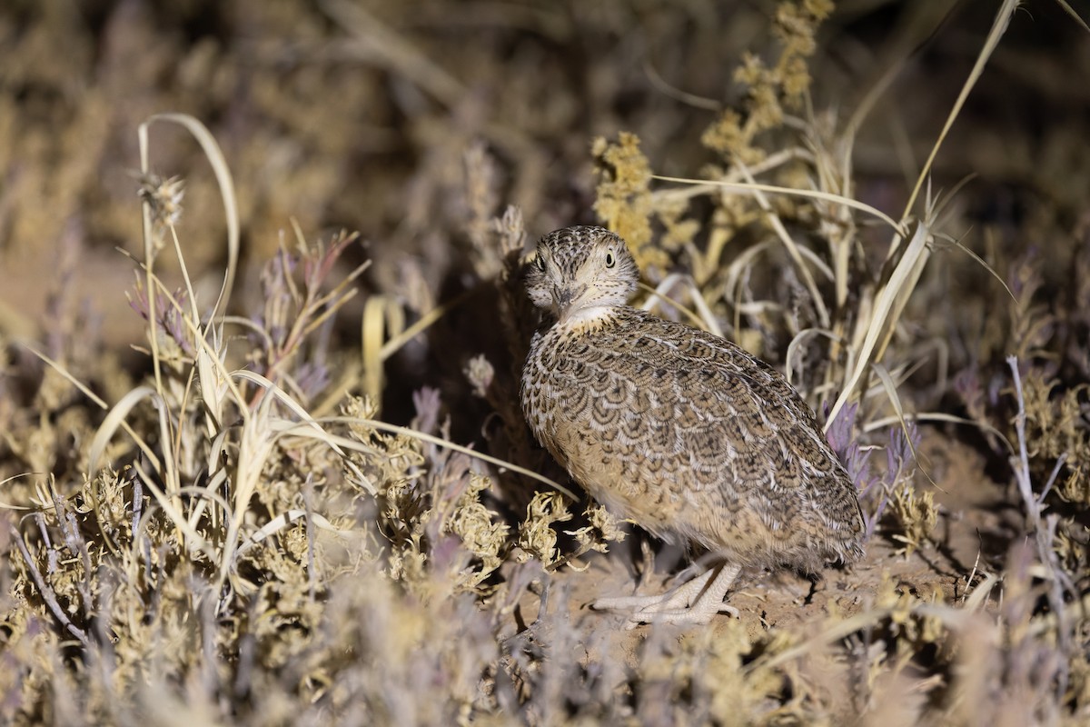 dropík australský - ML641411256