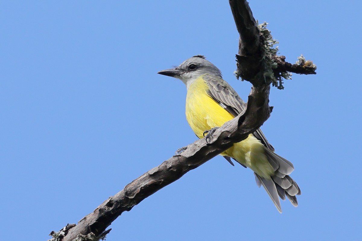 Couch's Kingbird - ML641411259