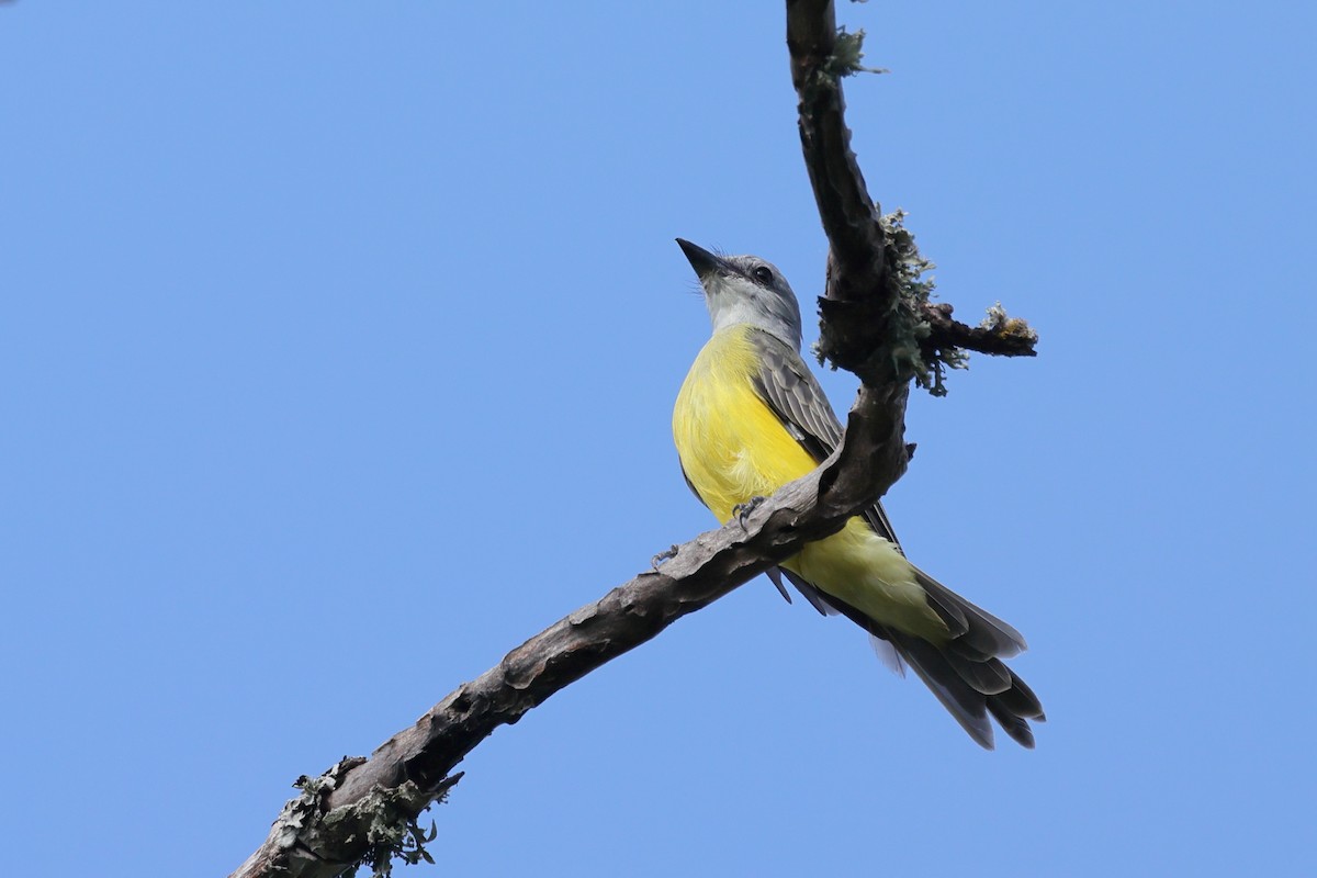 Couch's Kingbird - ML641411265