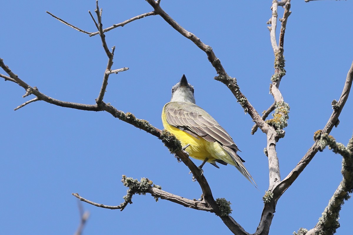 Couch's Kingbird - ML641411276