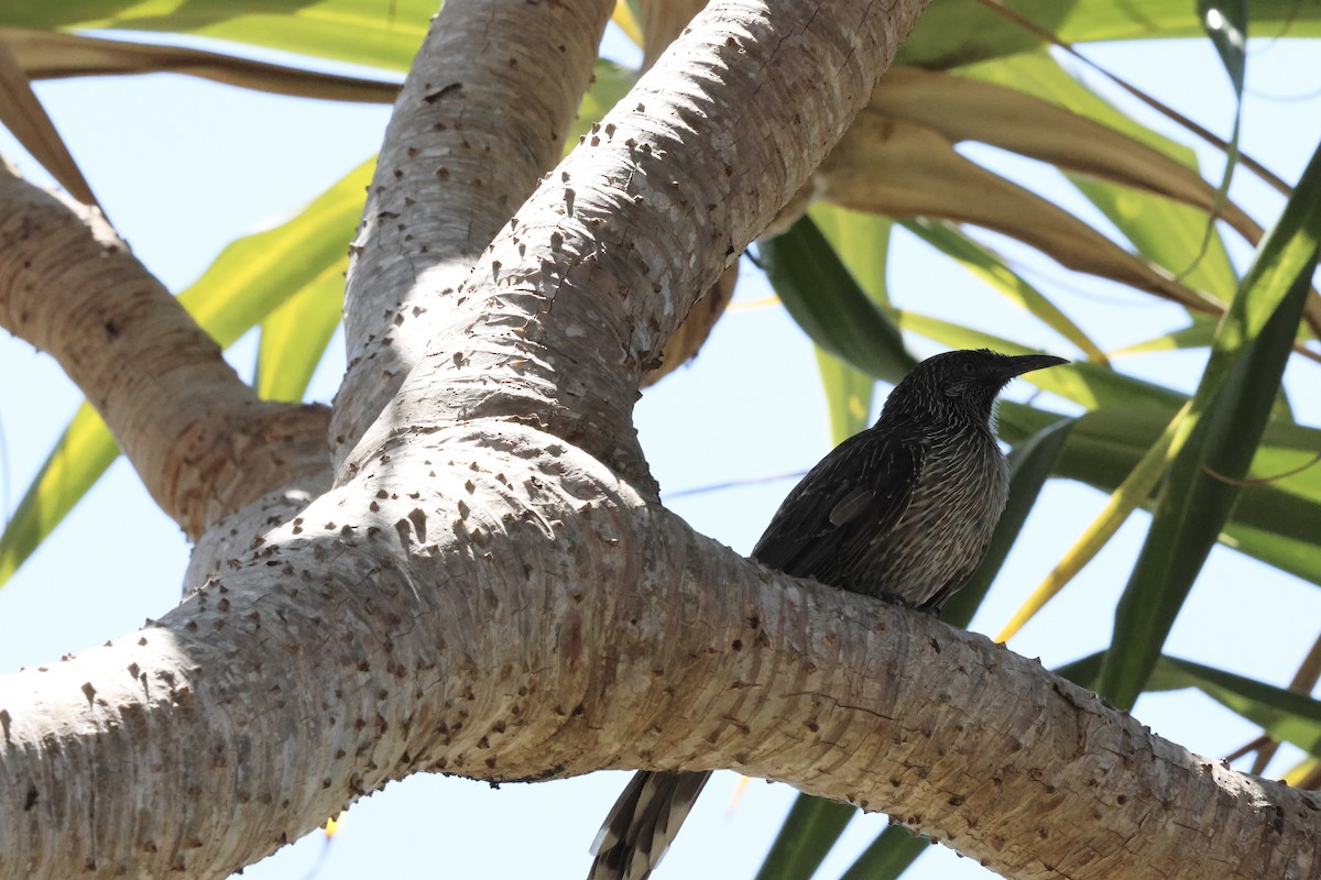 Little Wattlebird - ML641411289