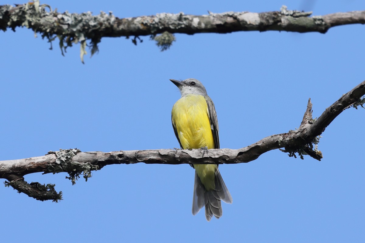 Couch's Kingbird - ML641411290