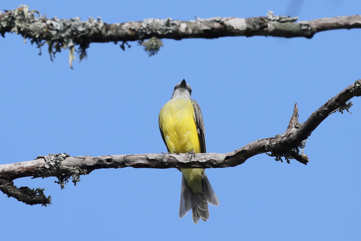 Couch's Kingbird - ML641411294