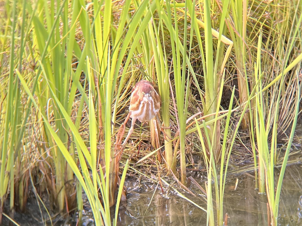 Least Bittern - ML641411318