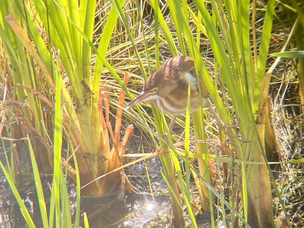 Least Bittern - ML641411319