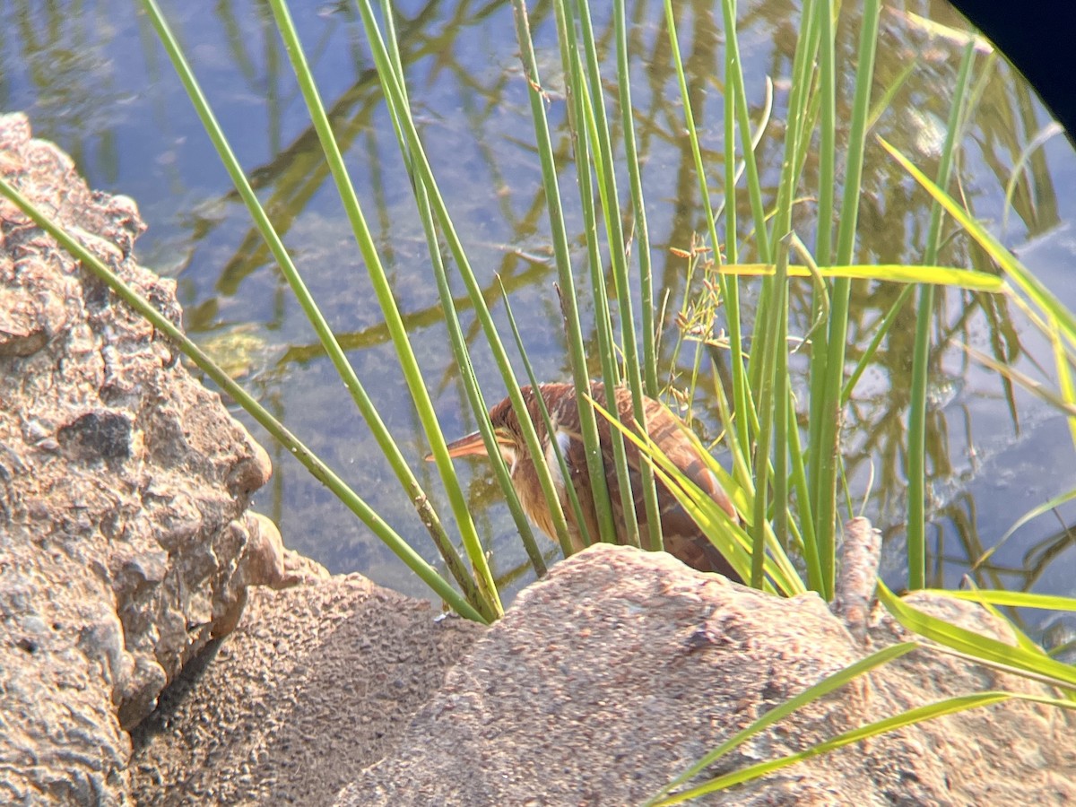 Least Bittern - ML641411320