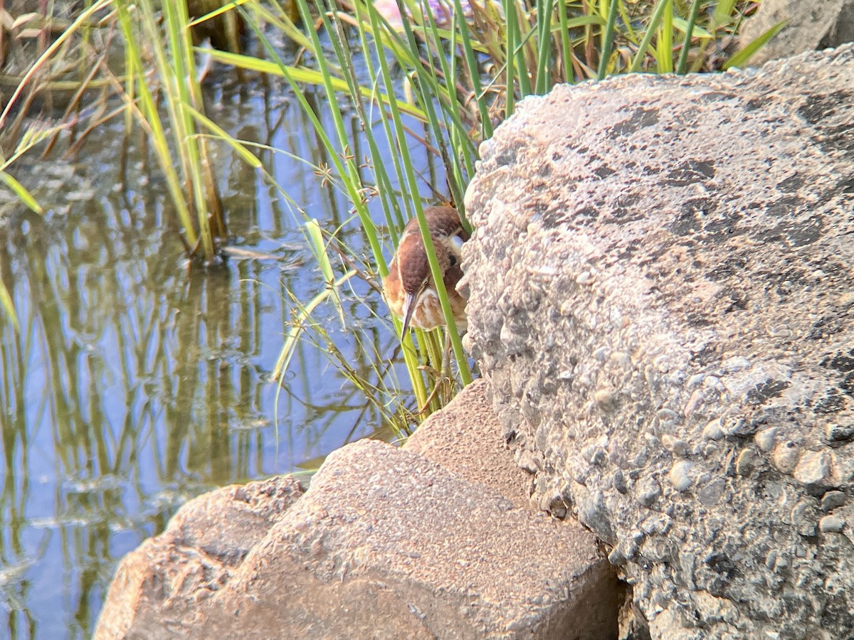 Least Bittern - ML641411321