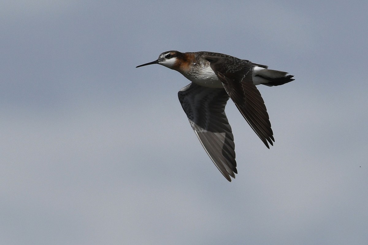 hvithalesvømmesnipe - ML641411332