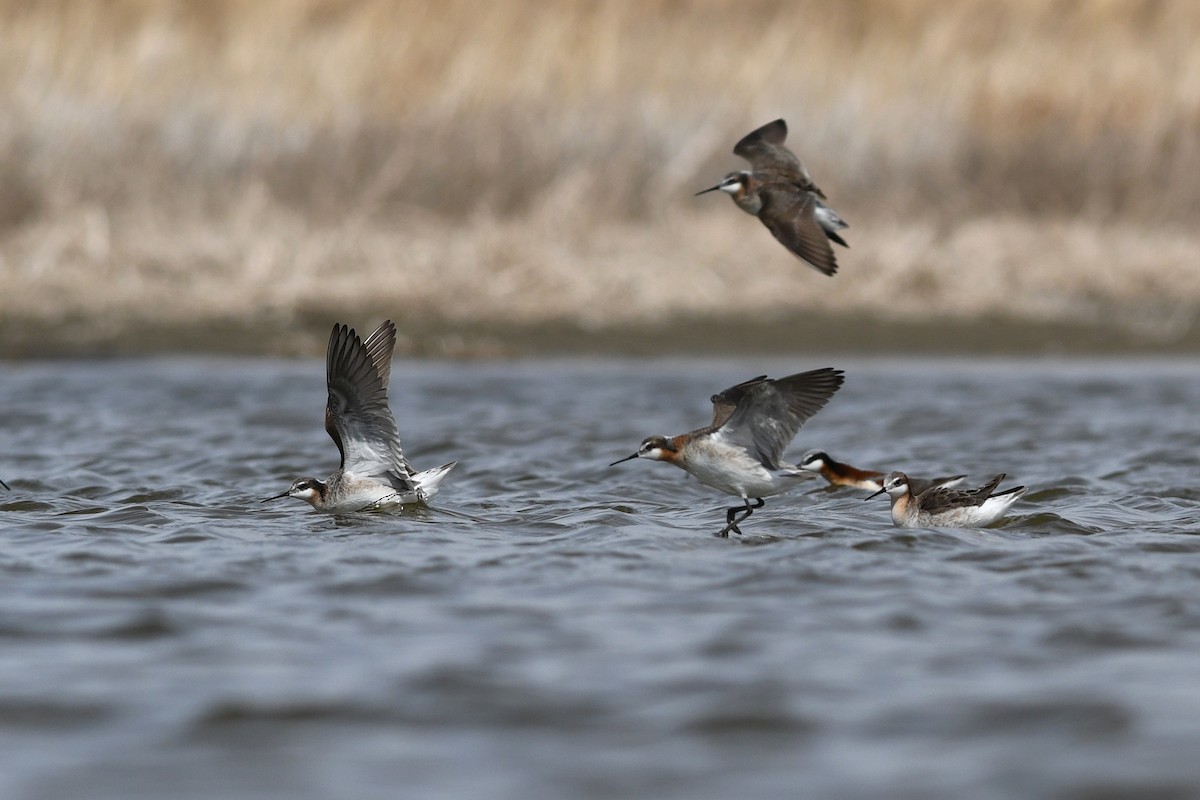 hvithalesvømmesnipe - ML641411333