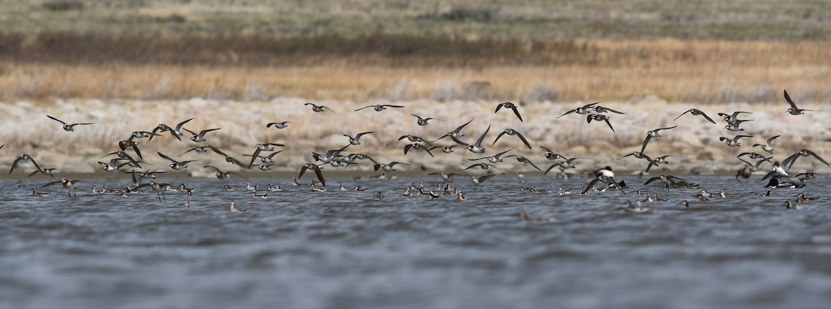 hvithalesvømmesnipe - ML641411334