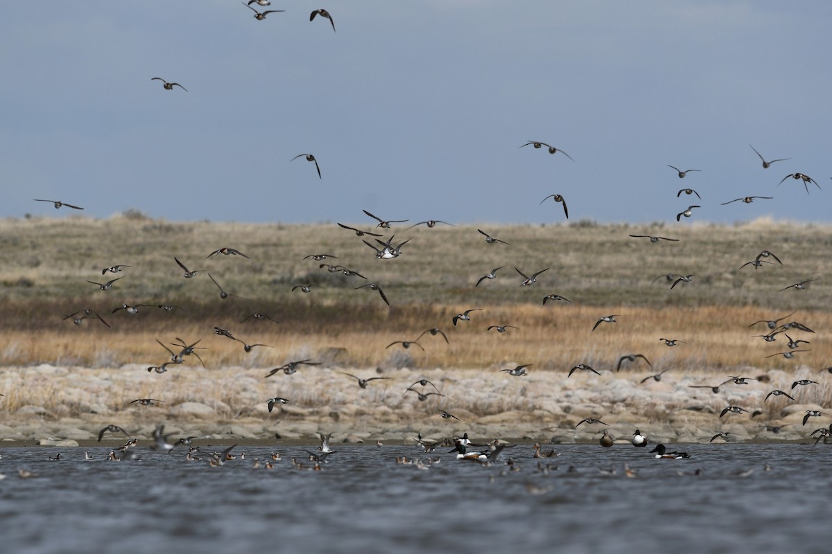 hvithalesvømmesnipe - ML641411336