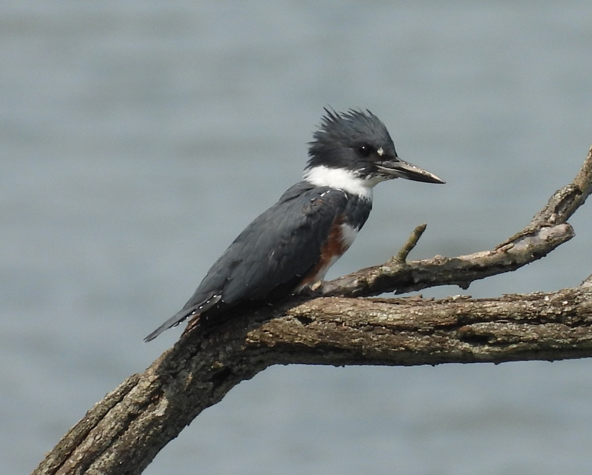 Belted Kingfisher - ML641411337