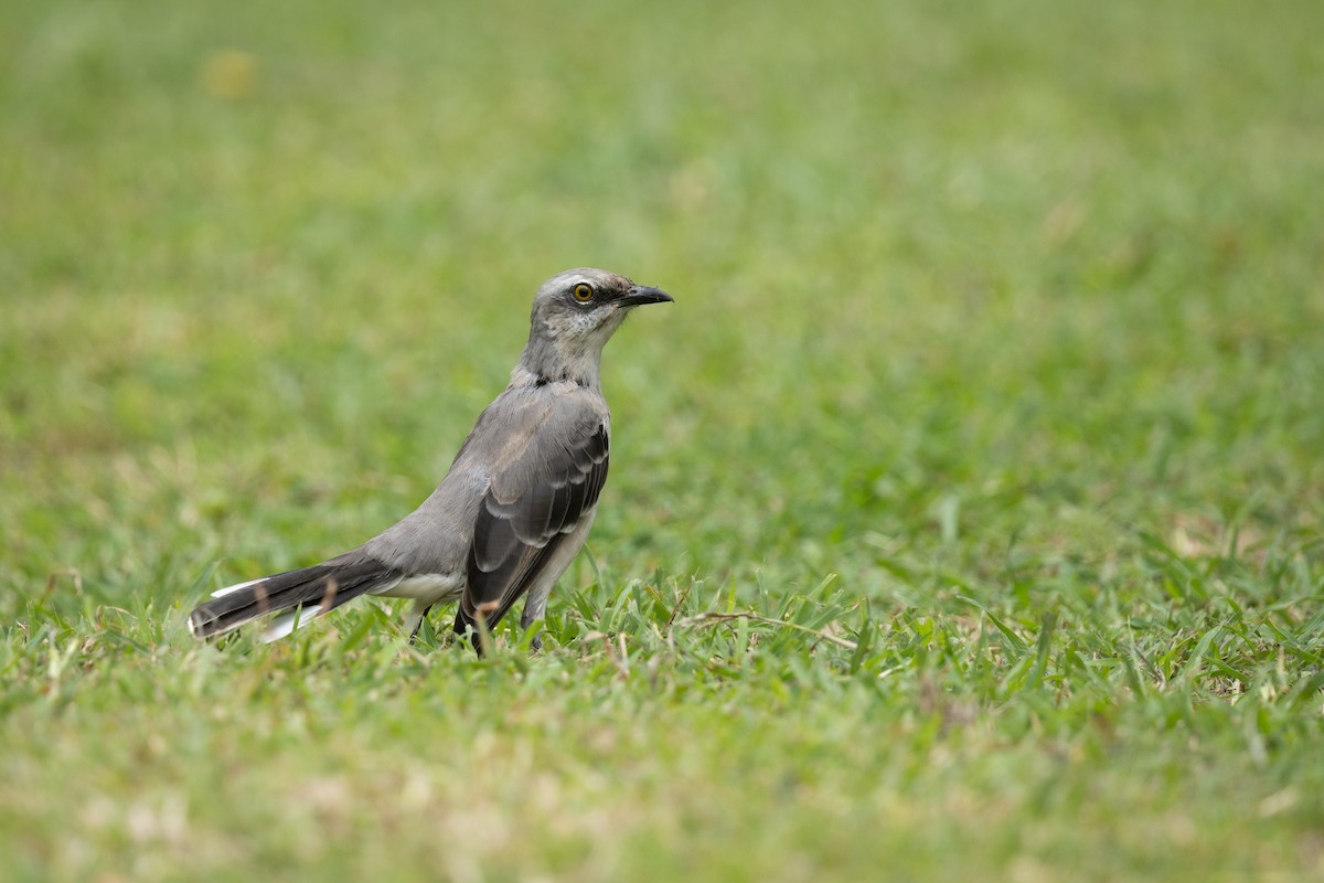 Tropical Mockingbird - ML641411348