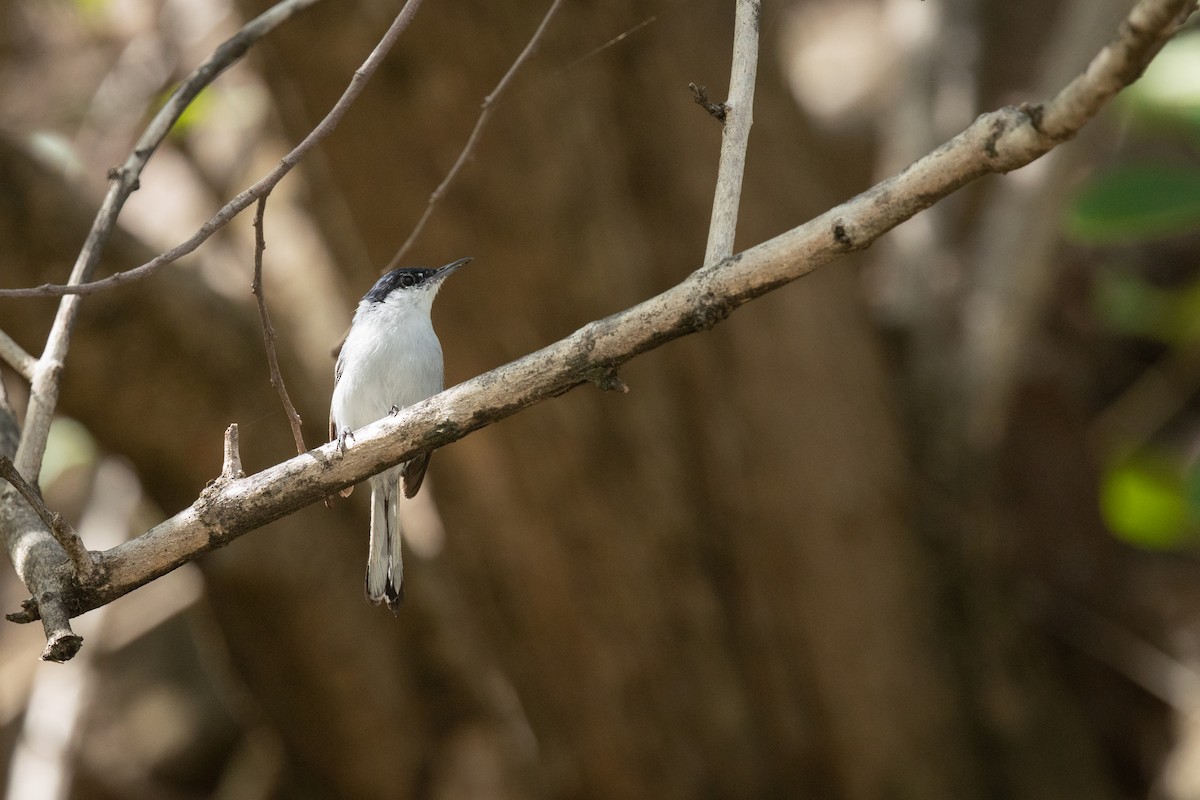 White-lored Gnatcatcher - ML641411356