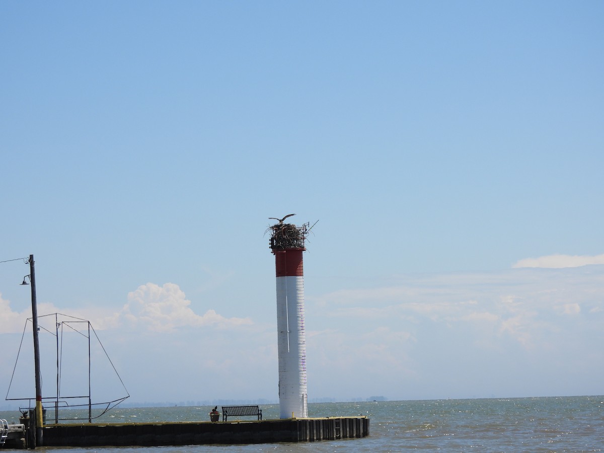魚鷹 - ML641411357