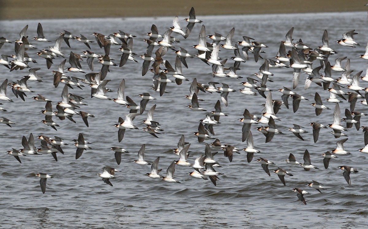 hvithalesvømmesnipe - ML641411358