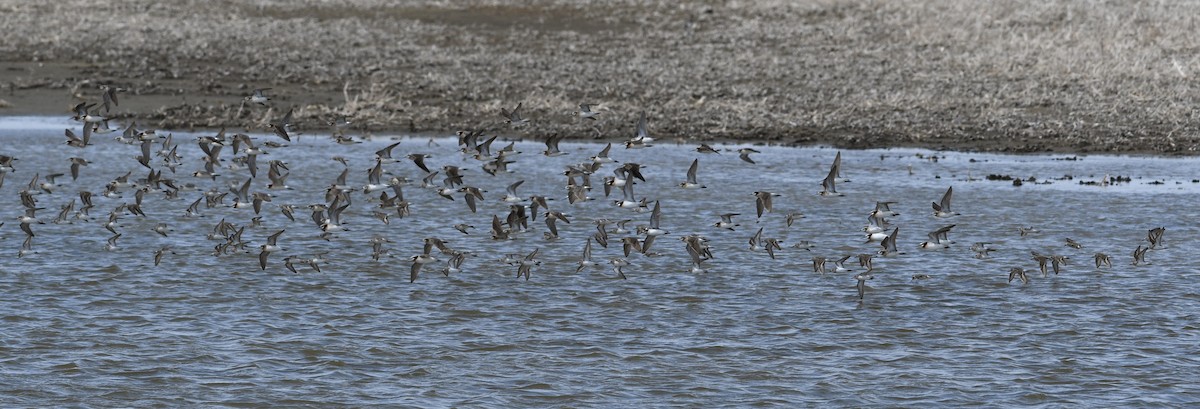hvithalesvømmesnipe - ML641411359