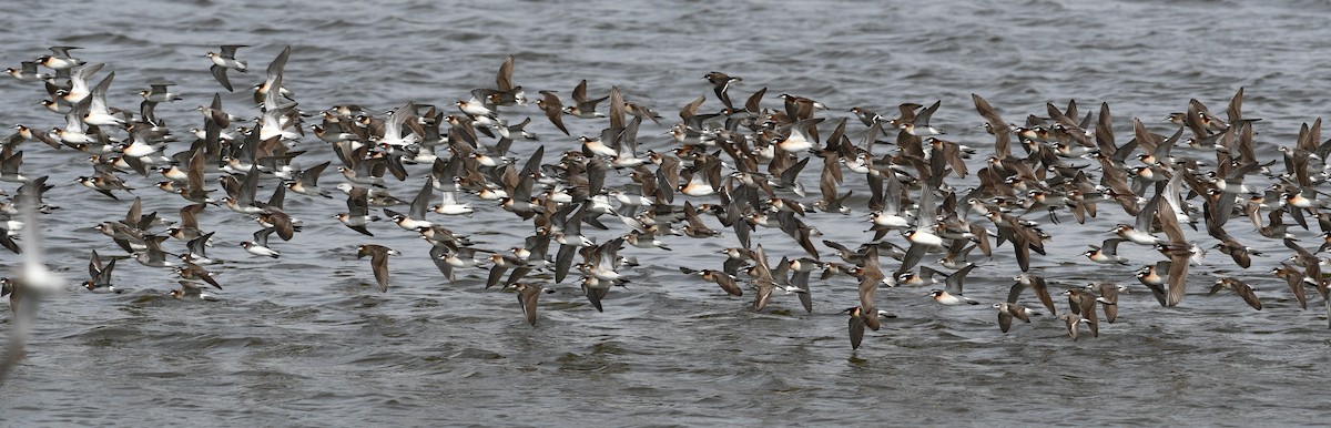 hvithalesvømmesnipe - ML641411360