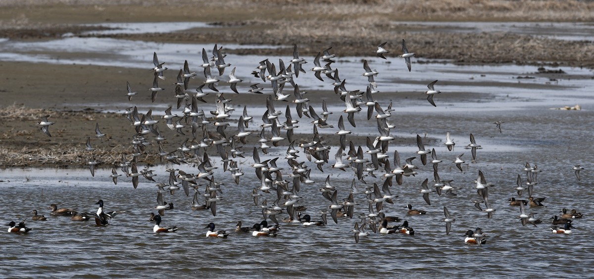 hvithalesvømmesnipe - ML641411361