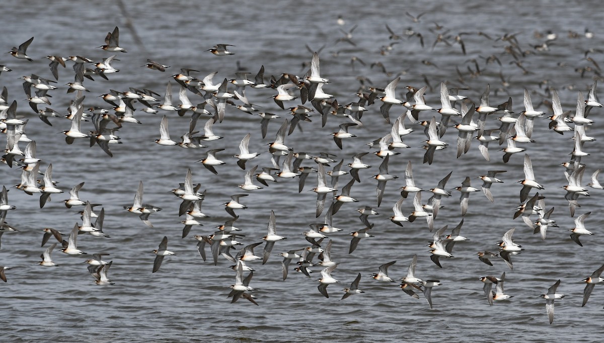 hvithalesvømmesnipe - ML641411362