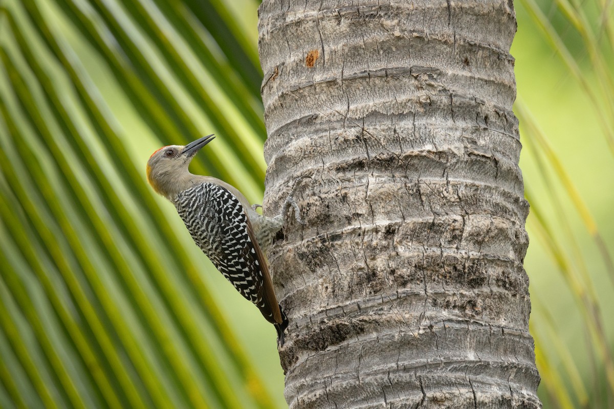 Hoffmann's Woodpecker - ML641411366
