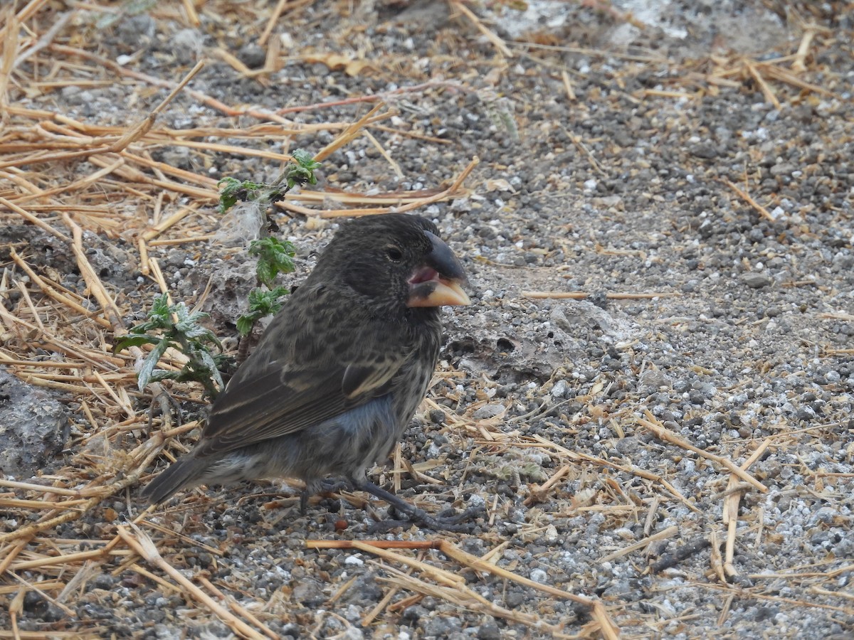 Large Ground-Finch - ML641411376
