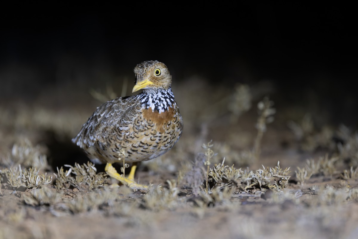 Plains-wanderer - ML641411380