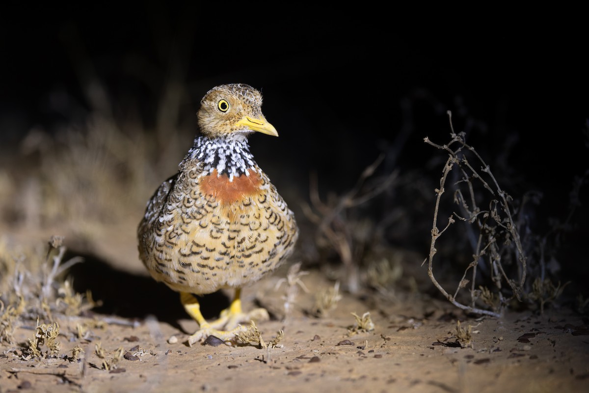 Plains-wanderer - ML641411381