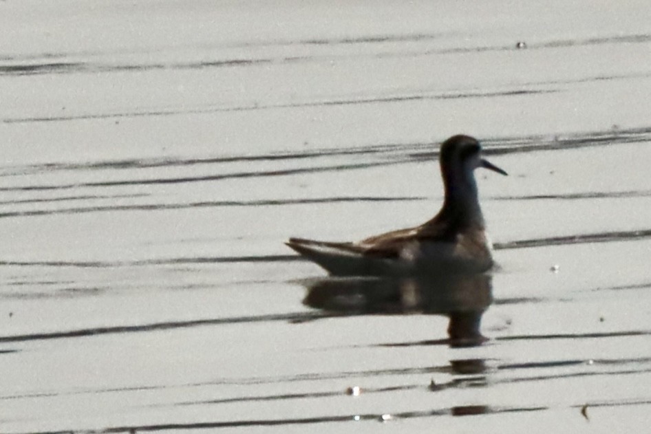 Red-necked Phalarope - ML641411382