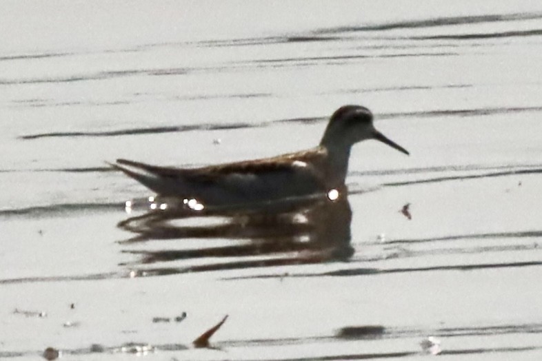 Red-necked Phalarope - ML641411383