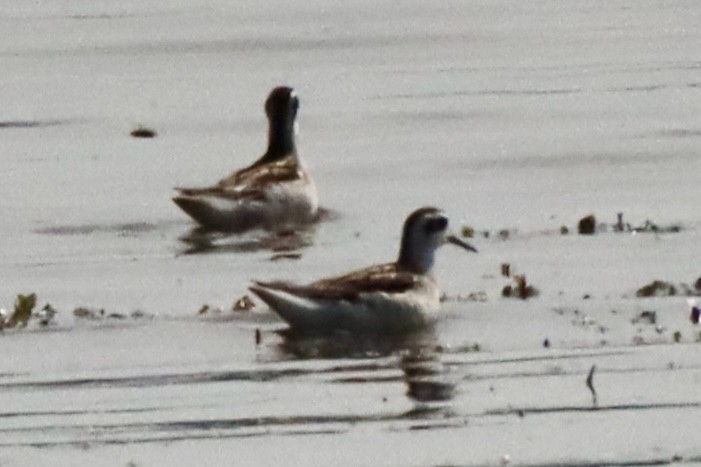 Red-necked Phalarope - ML641411384