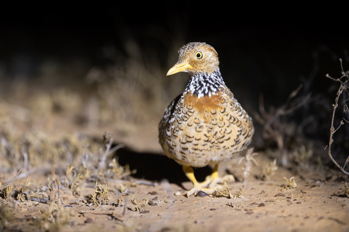Plains-wanderer - ML641411386