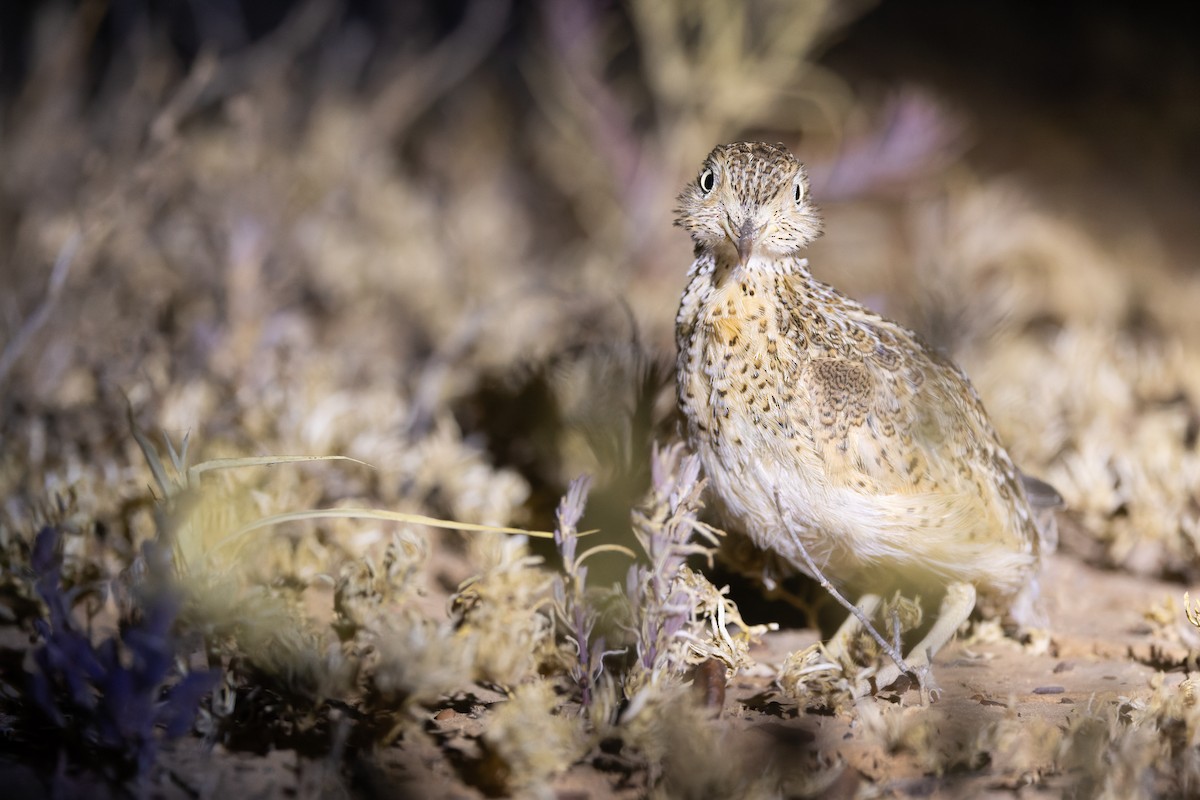 Plains-wanderer - ML641411387