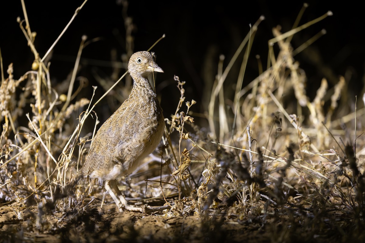Plains-wanderer - ML641411388