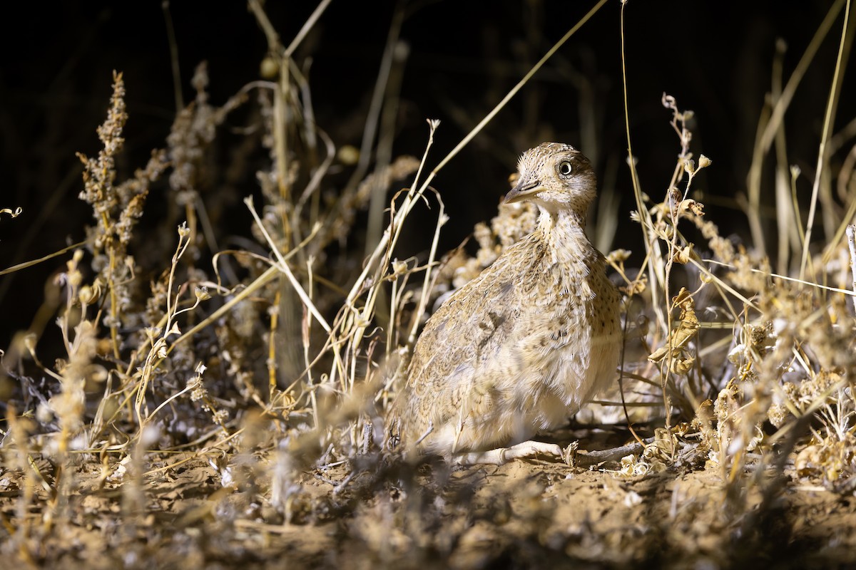 Plains-wanderer - ML641411389