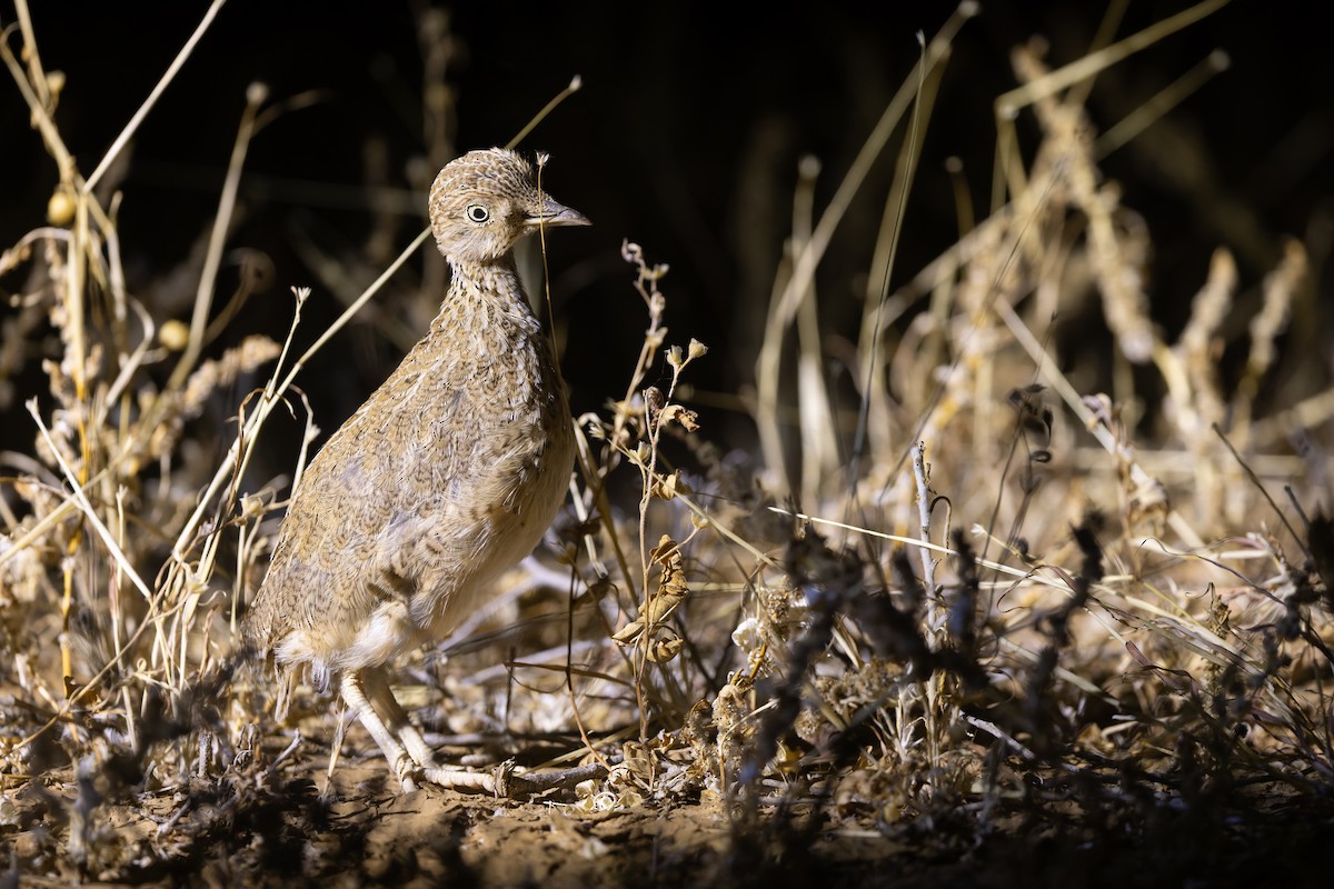 Plains-wanderer - ML641411390