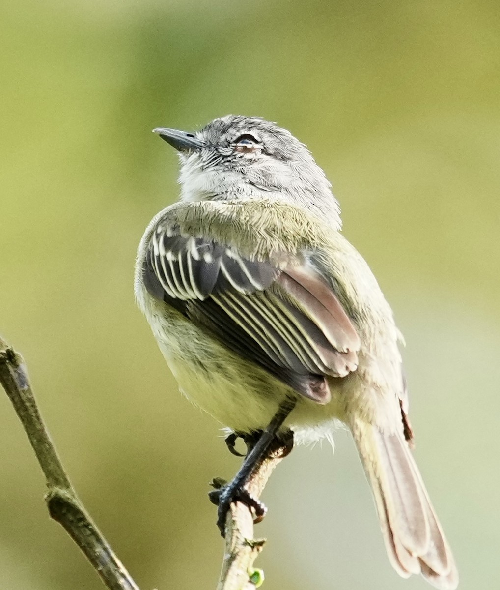 Guianan Tyrannulet - ML641411398