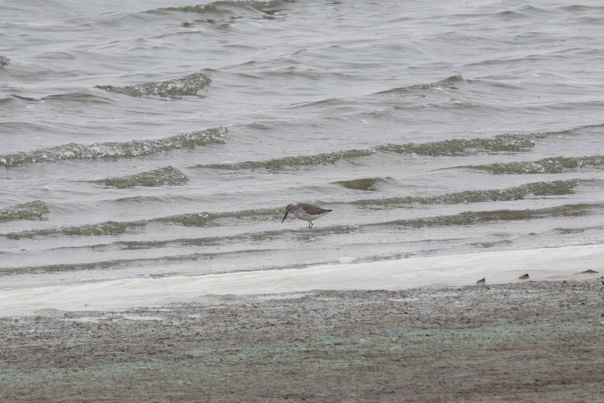 Stilt Sandpiper - ML641411415