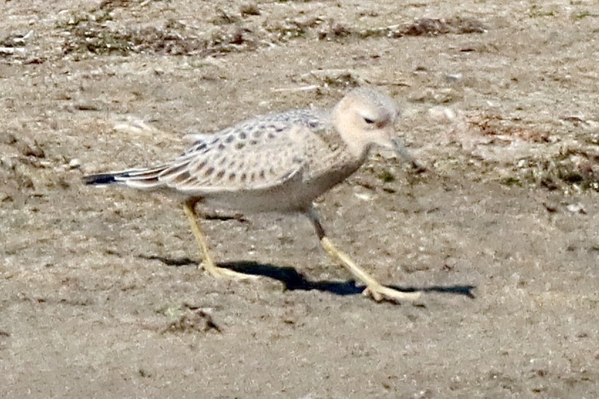 Buff-breasted Sandpiper - ML641411428