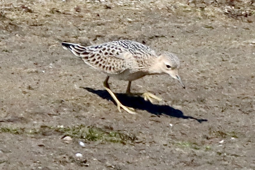 Buff-breasted Sandpiper - ML641411429