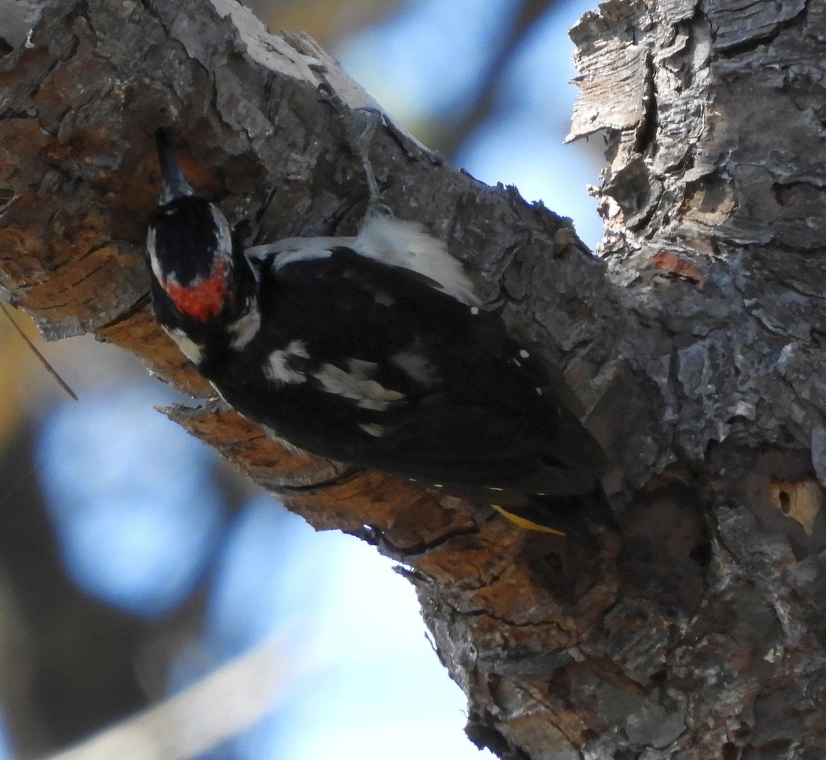 Hairy Woodpecker - ML641411437
