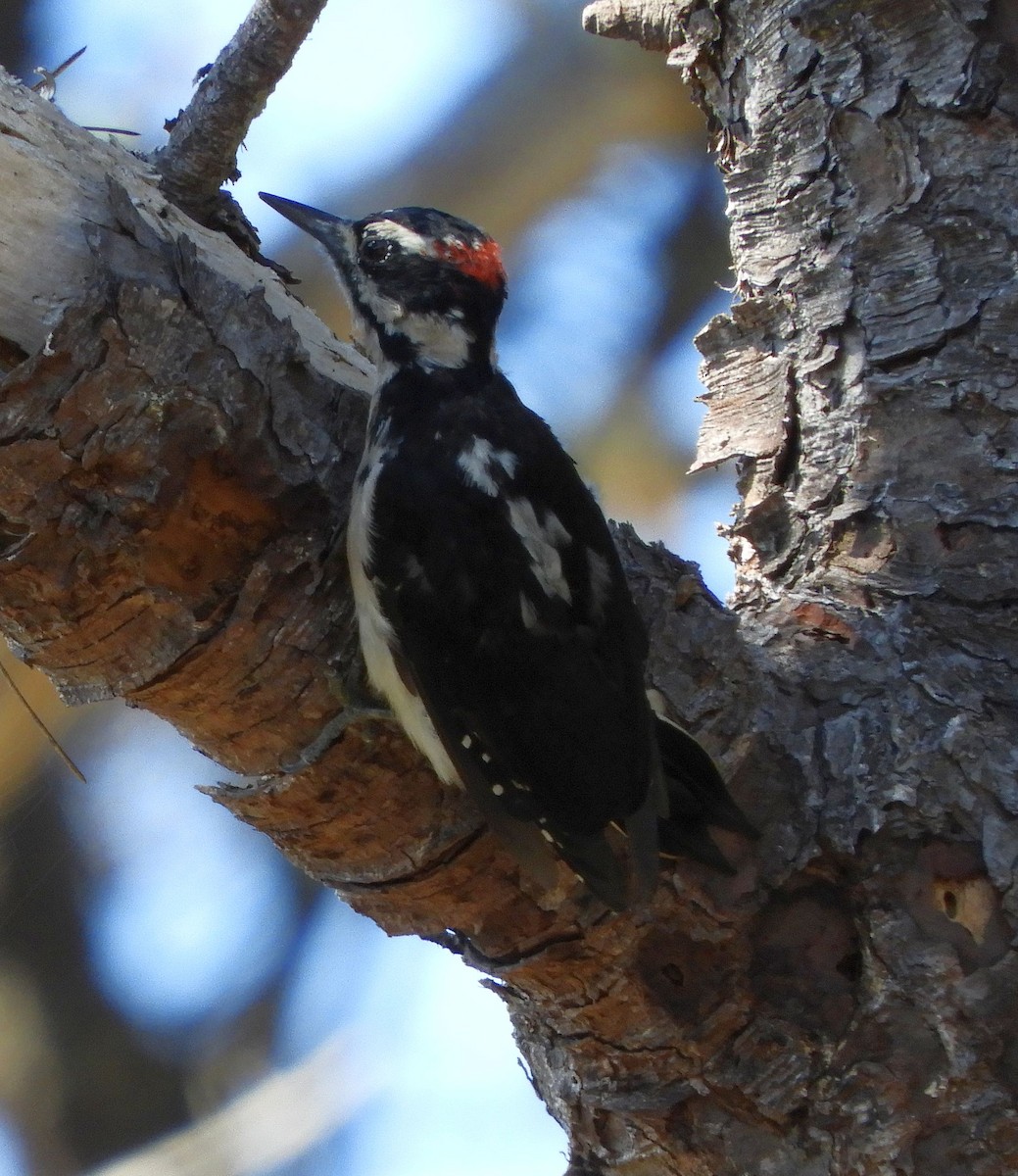 Hairy Woodpecker - ML641411438