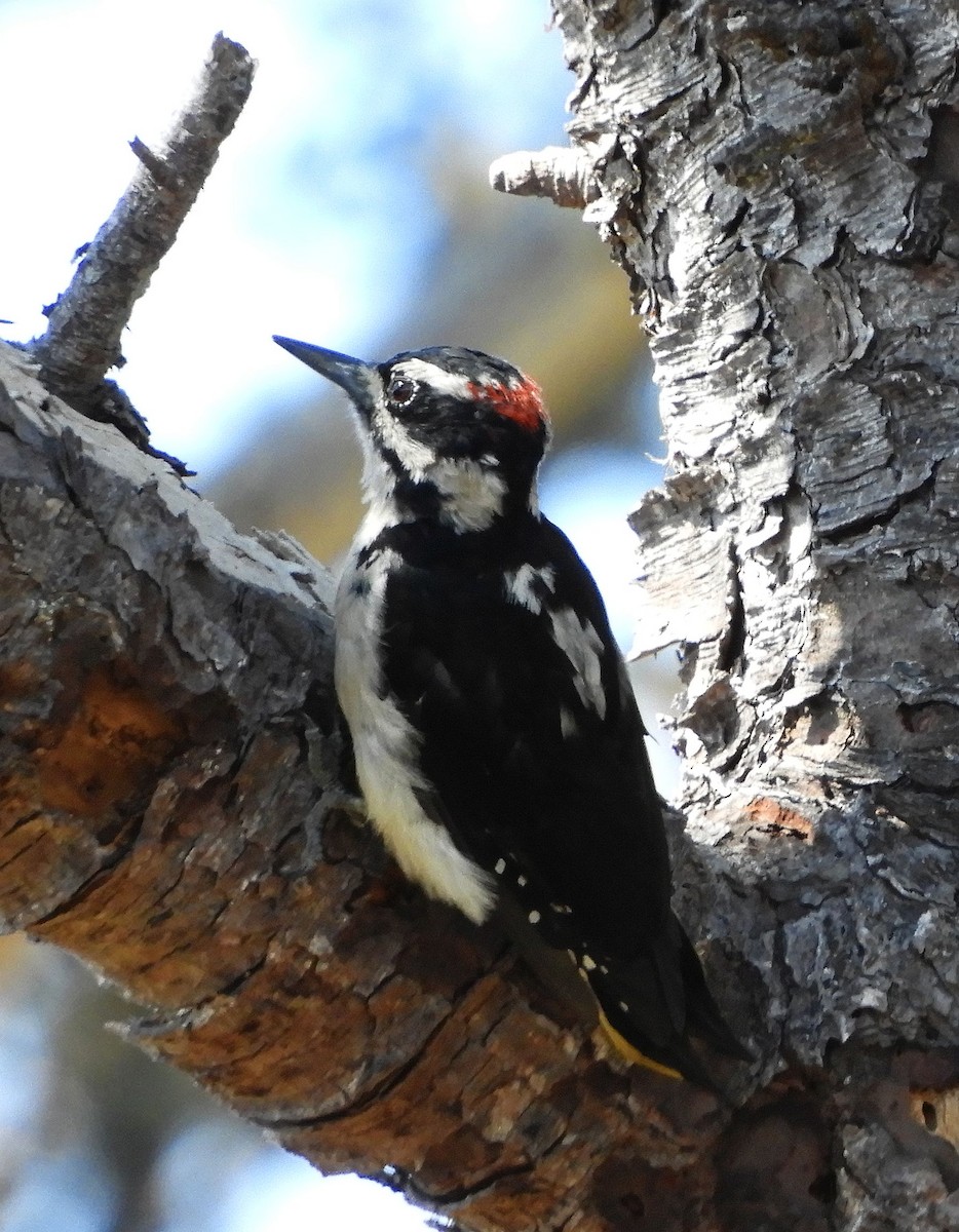 Hairy Woodpecker - ML641411439