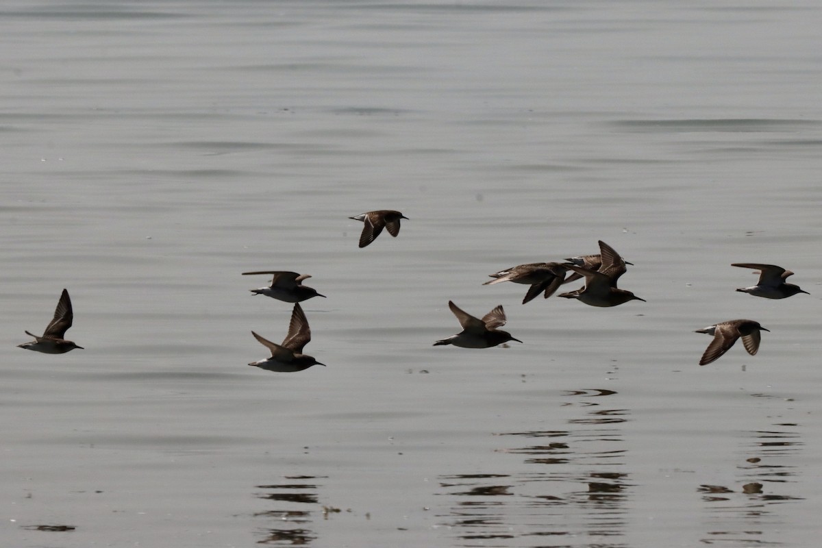White-rumped Sandpiper - ML641411449