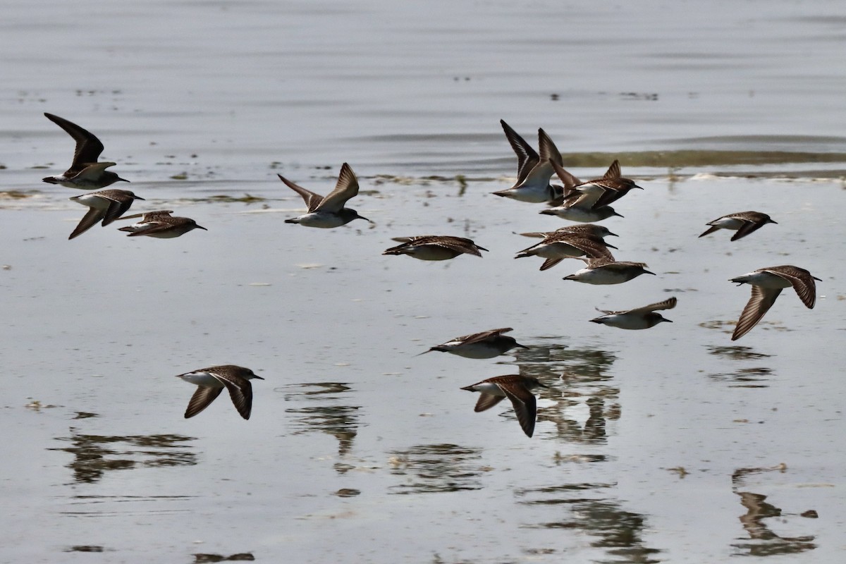 White-rumped Sandpiper - ML641411450